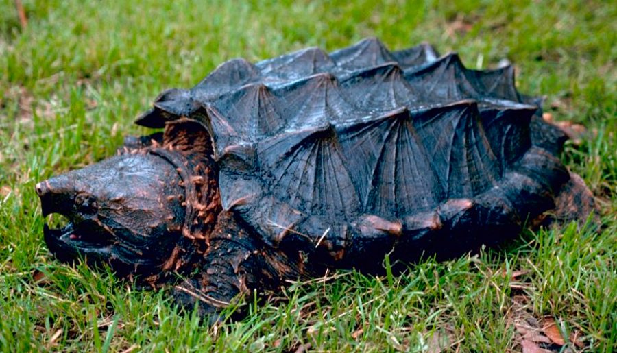Distribución y hábitat de la tortuga caimán