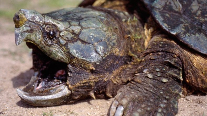 Esperanza de vida de la tortuga caimán