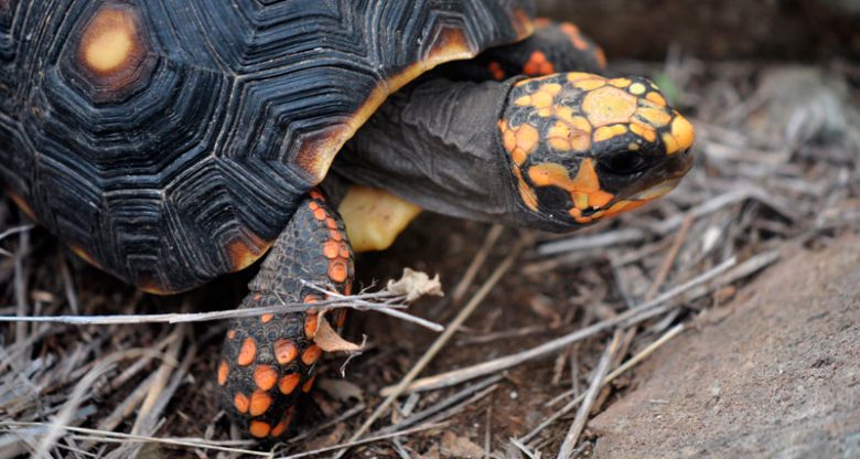 Reproducción de la tortuga carbonaria