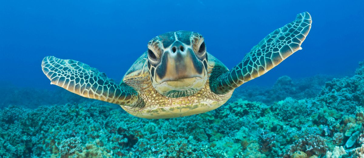Resultado de imagen para Fotos de una tortuga verde
