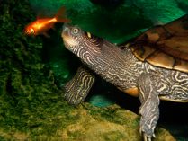 Alimentación de las tortugas de agua