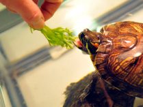 Alimentación de una tortuga de orejas rojas