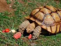 Alimentación para tortugas de tierra