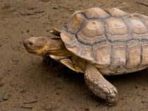 Caracteristicas de la tortuga sulcata