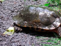Ciclo de vida de la tortuga del bosque