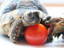 Consejos de alimentación para tortugas mascotas
