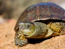 Cuidados en cautiverio de la tortuga leprosa