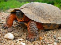 Curiosidades del caparazón de las tortugas