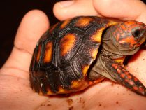 Datos de interés de la tortuga carbonaria