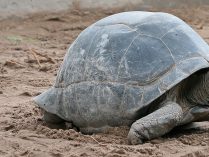 Depredadores de la tortuga gigante de Aldabra