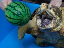 Dieta de las tortugas de agua