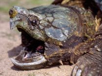 Esperanza de vida de la tortuga caimán