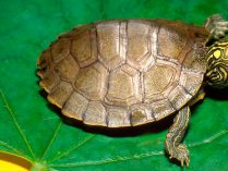 Fotos de tipos de tortugas