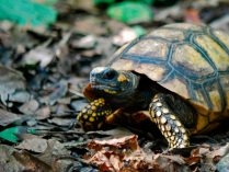 Fotos de tortugas del bosque
