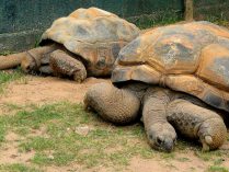 Fotos de tortugas gigantes de Aldabra