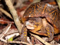 Imágenes de la tortuga de Florida