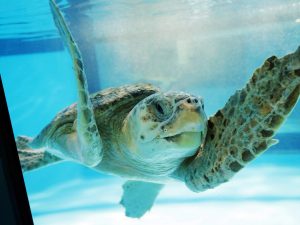 ¿Por qué la luz artificial afecta a las tortugas marinas?
