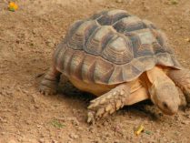Reproducción de la tortuga sulcata